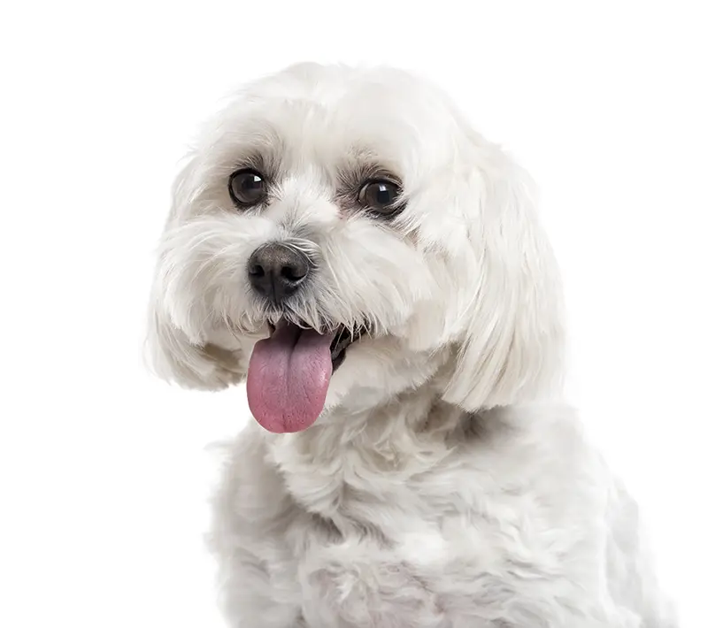 close up of a maltese